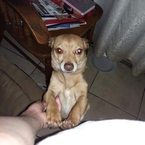 Meet your Posher, Ulises